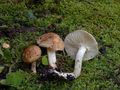 Hygrophorus arbustivus